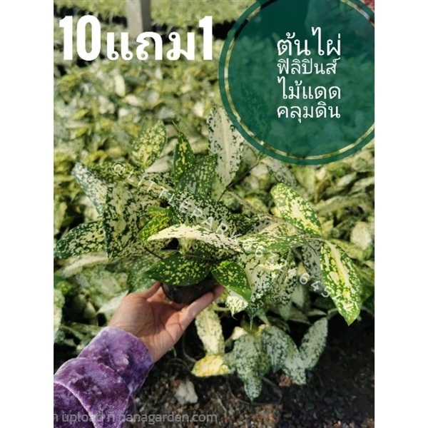 ต้นไผ่ฟิลิปปินส์ด่าง | ลิตเติ้ลพาร์ค Little Park - บางกรวย นนทบุรี