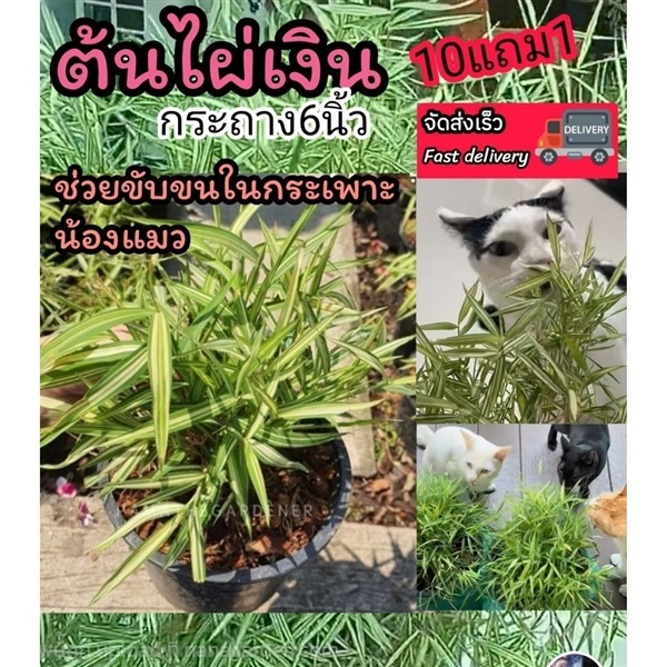 ต้นไผ่เงิน | ลิตเติ้ลพาร์ค Little Park - บางกรวย นนทบุรี