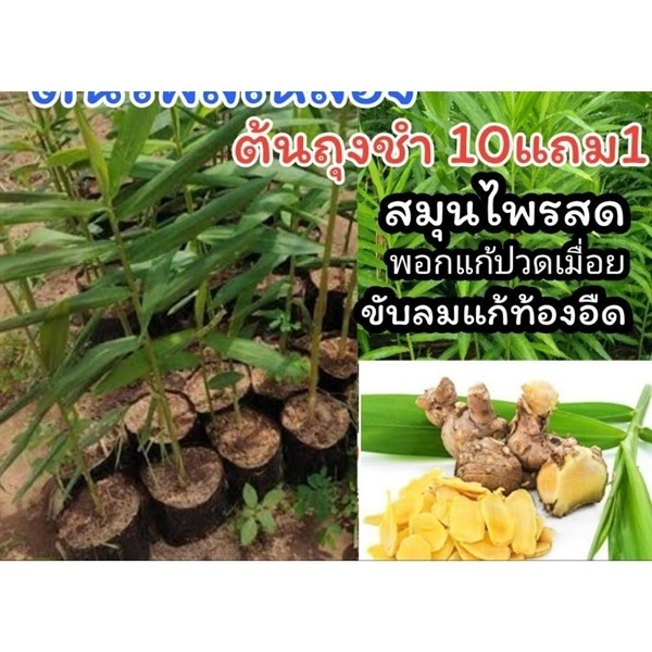 ต้นไพรเหลือง | ลิตเติ้ลพาร์ค Little Park - บางกรวย นนทบุรี