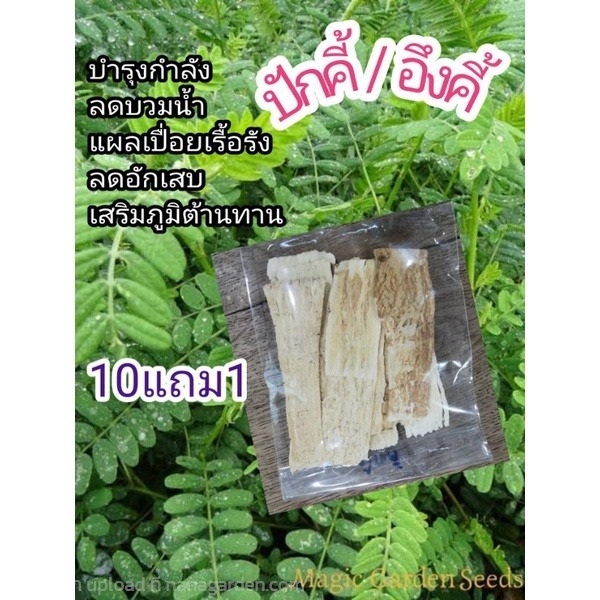 ปักคี้  อึ้งคี้ หวงฉี 50 กรัม | ลิตเติ้ลพาร์ค Little Park - บางกรวย นนทบุรี