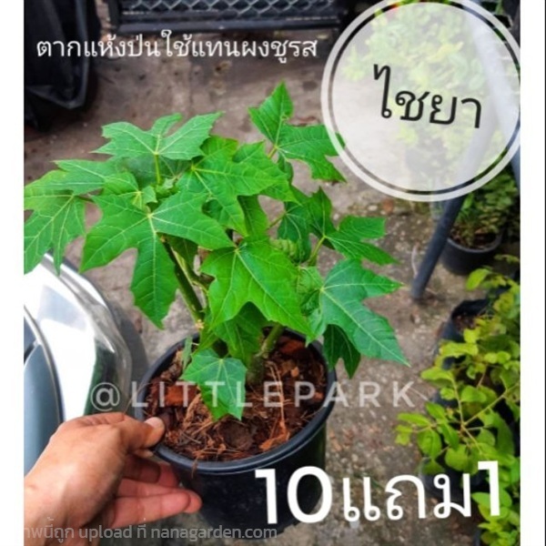 ผักไชยยา คะน้าแม็กซิโก | ลิตเติ้ลพาร์ค Little Park - บางกรวย นนทบุรี