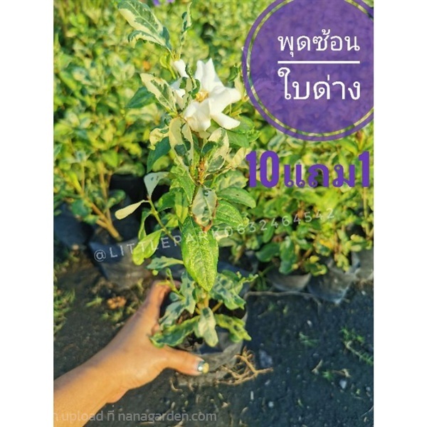 พุดซ้อน พุดซ้อนใบด่าง | ลิตเติ้ลพาร์ค Little Park - บางกรวย นนทบุรี