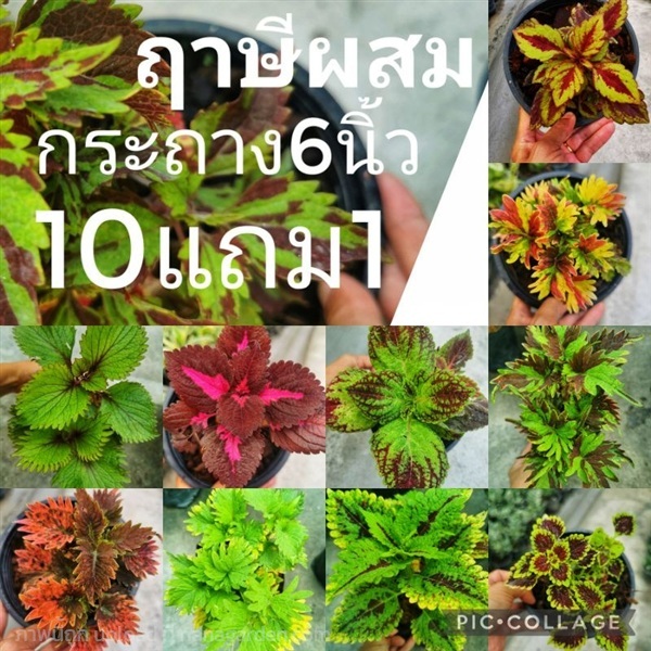 ฤาษีผสม  ไม้มงคล | ลิตเติ้ลพาร์ค Little Park - บางกรวย นนทบุรี