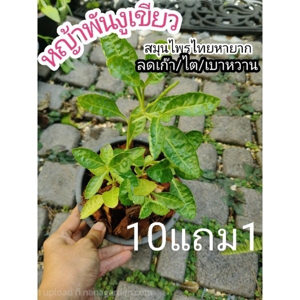 หญ้าพันงู  หญ้าพันงูเขียว | ลิตเติ้ลพาร์ค Little Park - บางกรวย นนทบุรี