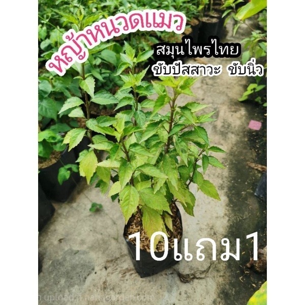หญ้าหนวดแมว | ลิตเติ้ลพาร์ค Little Park - บางกรวย นนทบุรี