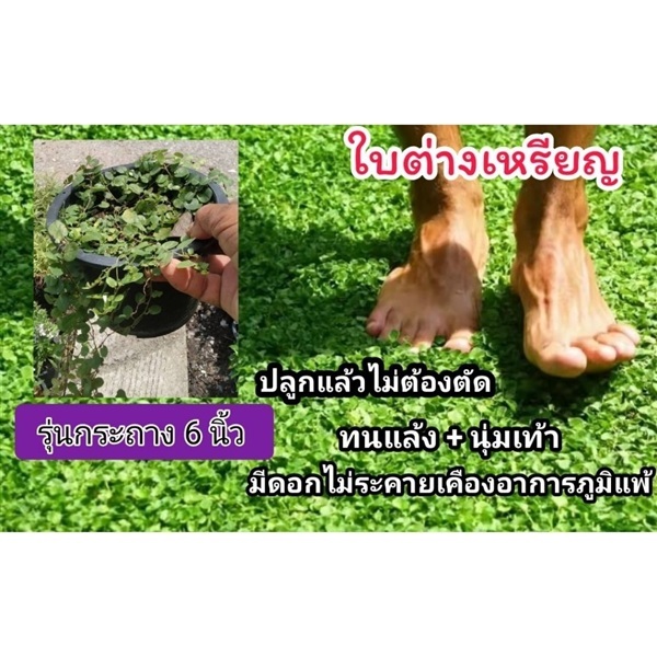 หญ้าใบต่างเหรียญ กระถาง 6 นิ้ว | ลิตเติ้ลพาร์ค Little Park - บางกรวย นนทบุรี