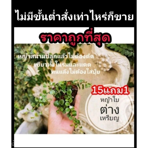 หญ้าใบต่างเหรียญ | ลิตเติ้ลพาร์ค Little Park - บางกรวย นนทบุรี