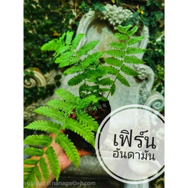เฟิร์นอันดามัน | ลิตเติ้ลพาร์ค Little Park - บางกรวย นนทบุรี
