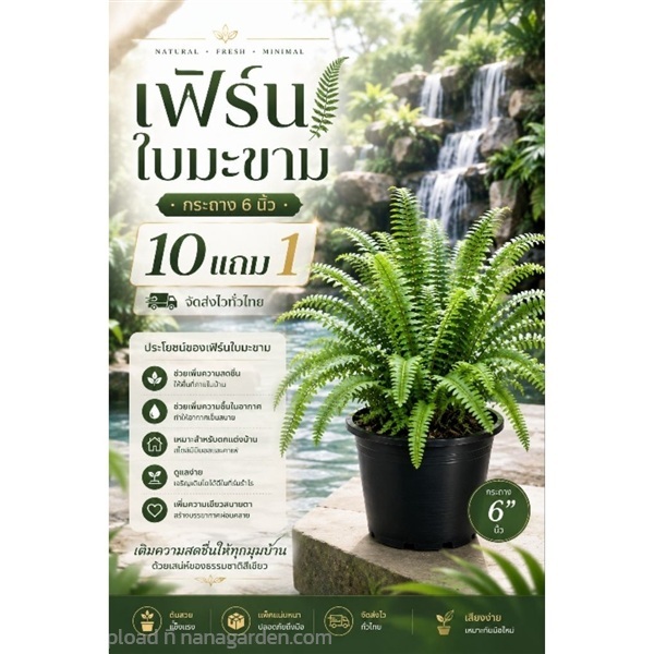 เฟิร์นใบมะขาม กระถาง 6 นิ้ว | ลิตเติ้ลพาร์ค Little Park - บางกรวย นนทบุรี