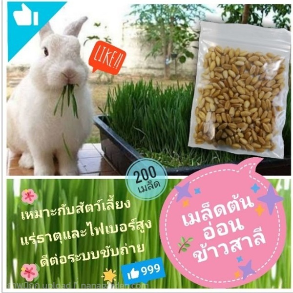 เมล็ดต้นอ่อนข้าวสาลี | ลิตเติ้ลพาร์ค Little Park - บางกรวย นนทบุรี