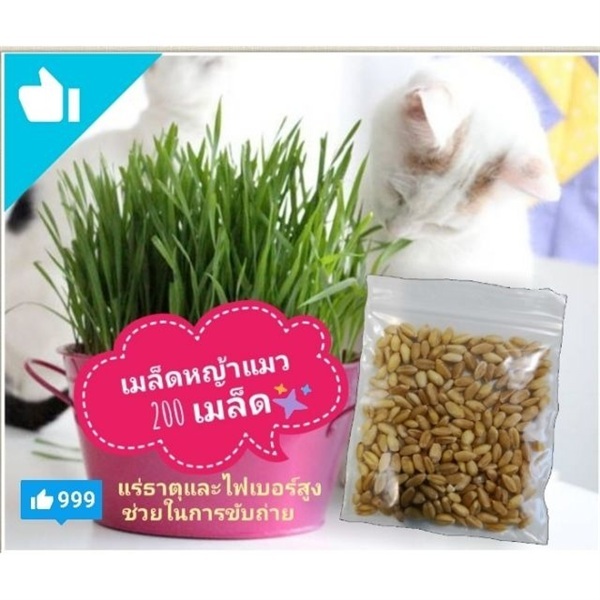 เมล็ดหญ้าแมว | ลิตเติ้ลพาร์ค Little Park - บางกรวย นนทบุรี
