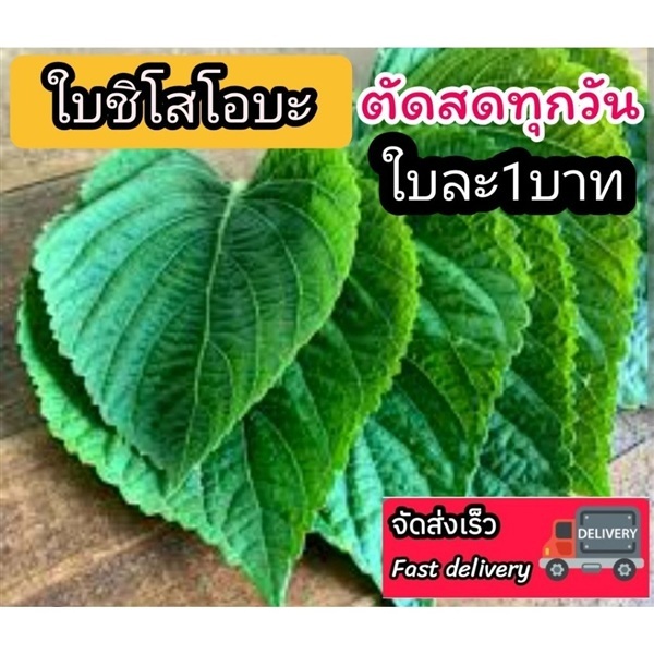 ใบชิโสะโอบะ  ใบงาเกาหลี | ลิตเติ้ลพาร์ค Little Park - บางกรวย นนทบุรี