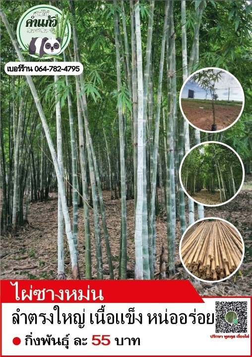 พันธุ์ไผ่ซางหม่น | สวนไผ่ คำแก้ว วังน้ำเขียว - วังน้ำเขียว นครราชสีมา