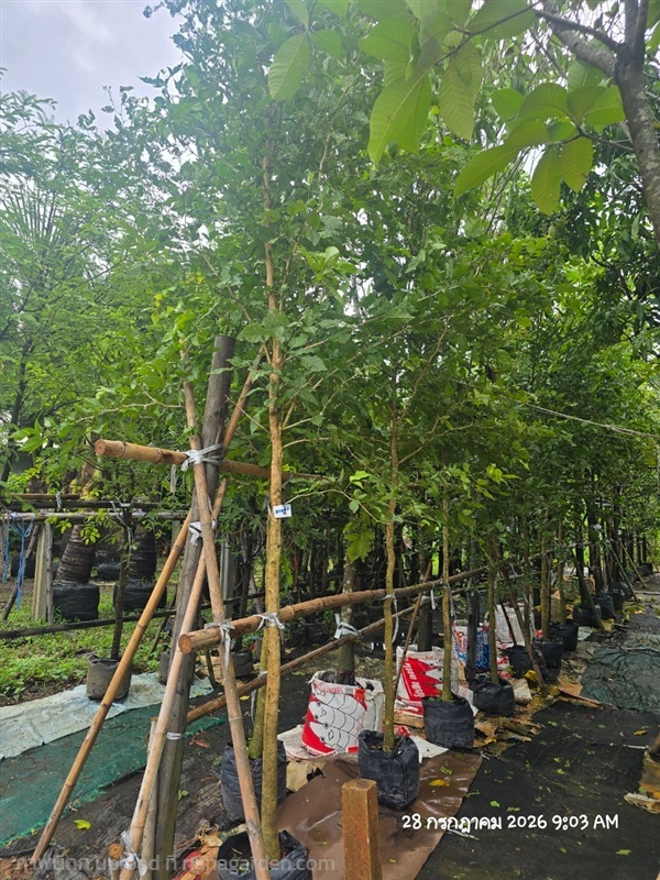 มะตูมไข่2" | สวนป้านิตย์ ปราจีนบุรี - เมืองปราจีนบุรี ปราจีนบุรี