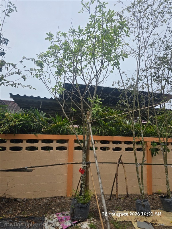 จิกน้ำ3" | สวนป้านิตย์ ปราจีนบุรี - เมืองปราจีนบุรี ปราจีนบุรี