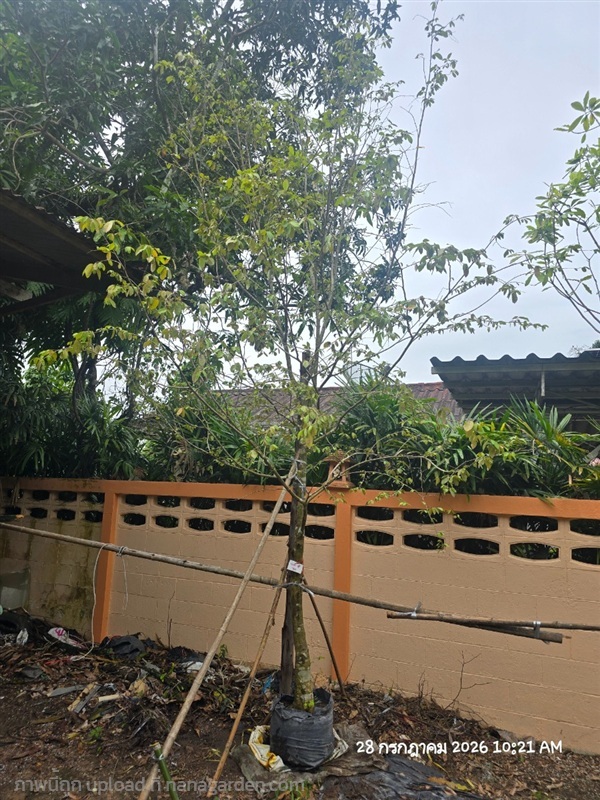 รวงผึ้ง3" | สวนป้านิตย์ ปราจีนบุรี - เมืองปราจีนบุรี ปราจีนบุรี