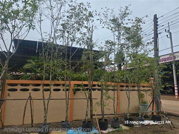 รวงผึ้ง ไม้คู่ | สวนป้านิตย์ ปราจีนบุรี - เมืองปราจีนบุรี ปราจีนบุรี