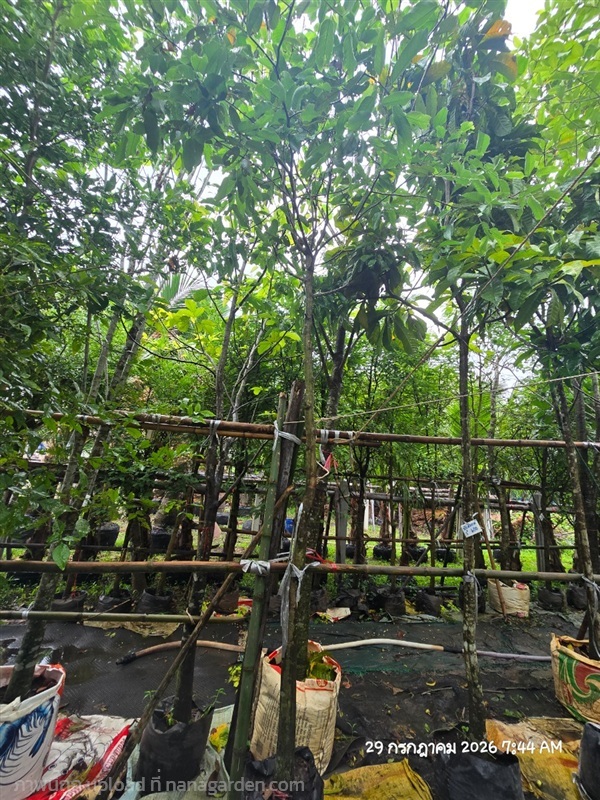 พยอม2.8" | สวนป้านิตย์ ปราจีนบุรี - เมืองปราจีนบุรี ปราจีนบุรี