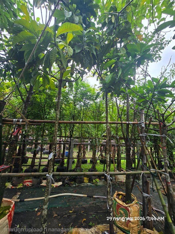 บัวสวรรค์2" | สวนป้านิตย์ ปราจีนบุรี - เมืองปราจีนบุรี ปราจีนบุรี