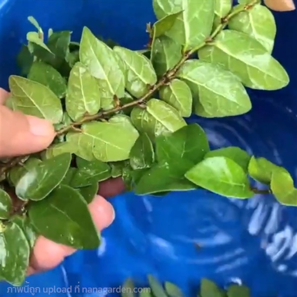 ตีนตุ๊กแก กิ่งตีนตุ๊กแก  ส่งทั่วไทย | เนตรนภาพันธุ์ไม้ - เมืองตรัง ตรัง