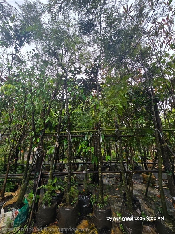 ซิลเวอร์โอ๊ค 2" | สวนป้านิตย์ ปราจีนบุรี - เมืองปราจีนบุรี ปราจีนบุรี