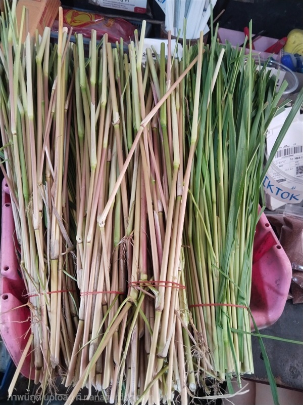 หญ้าปล้องแดง ทั้งต้นสด 1 กิโลกรัม 100 บาท | เมล็ดพันธุ์ดี เกษตรวิถีไทย - เมืองระยอง ระยอง