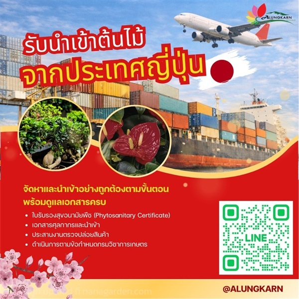 รับนำเข้าต้นไม้จากประเทศญี่ปุ่น | Alungkarn - เมืองราชบุรี ราชบุรี