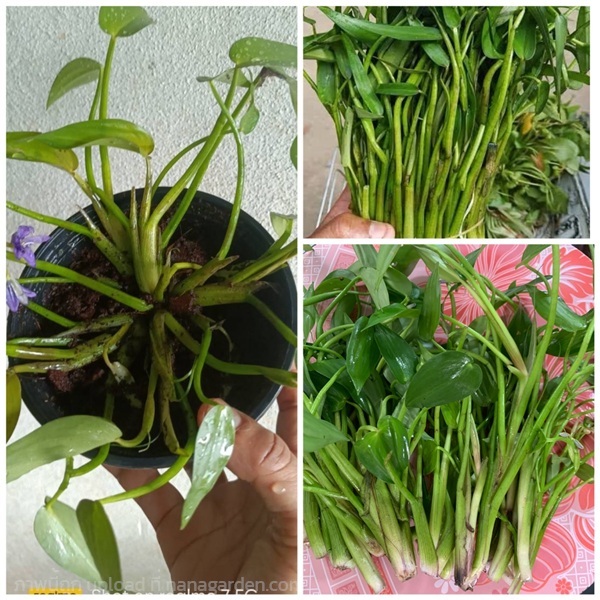 ผักลิ้น ต้นกล้าผักลิ้น | เนตรนภาพันธุ์ไม้ - เมืองตรัง ตรัง