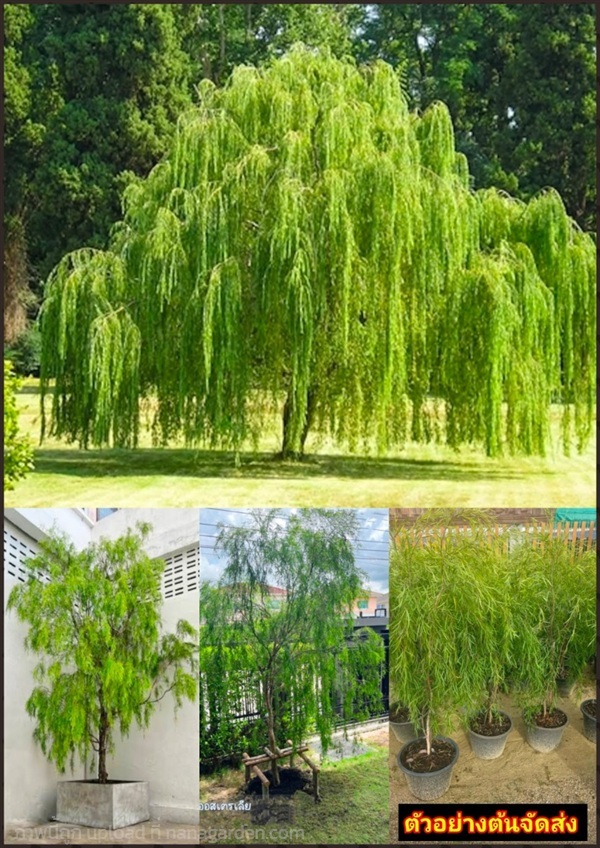 ต้นหลิวออสเตรเลีย Australian Willow แต่งสวนสไตล์โม | Shopping by lewat - เมืองมหาสารคาม มหาสารคาม