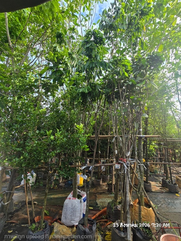 อโศกสปัน1.8" | สวนป้านิตย์ ปราจีนบุรี - เมืองปราจีนบุรี ปราจีนบุรี