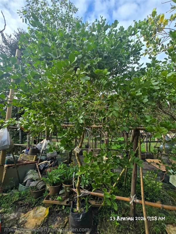 แก้วเจ้าจอม2" | สวนป้านิตย์ ปราจีนบุรี - เมืองปราจีนบุรี ปราจีนบุรี