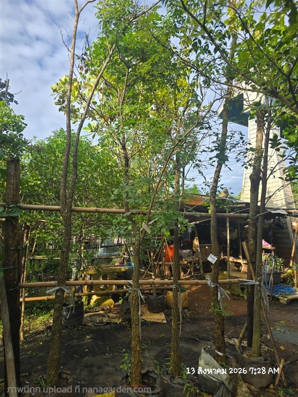 ปีบขาว3" | สวนป้านิตย์ ปราจีนบุรี - เมืองปราจีนบุรี ปราจีนบุรี