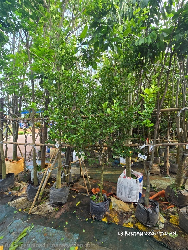 มะนาวไข่2" | สวนป้านิตย์ ปราจีนบุรี - เมืองปราจีนบุรี ปราจีนบุรี
