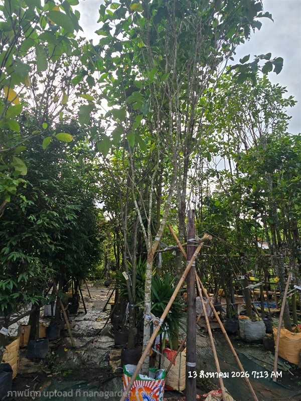 พุดภูเก็ต3" | สวนป้านิตย์ ปราจีนบุรี - เมืองปราจีนบุรี ปราจีนบุรี