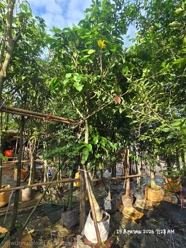 เกาลัดไทย3" | สวนป้านิตย์ ปราจีนบุรี - เมืองปราจีนบุรี ปราจีนบุรี