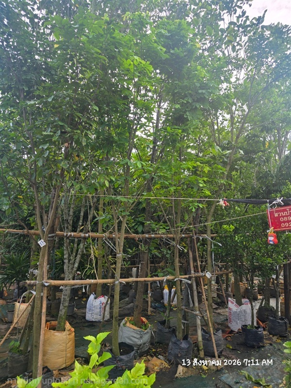 สาธร2" | สวนป้านิตย์ ปราจีนบุรี - เมืองปราจีนบุรี ปราจีนบุรี