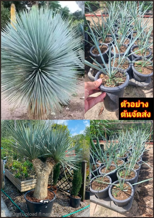 ต้นจันผาใบฟ้า จันผาใบฟ้า ยุคคา รอสทราตา Yucca Rost | Shopping by lewat - เมืองมหาสารคาม มหาสารคาม
