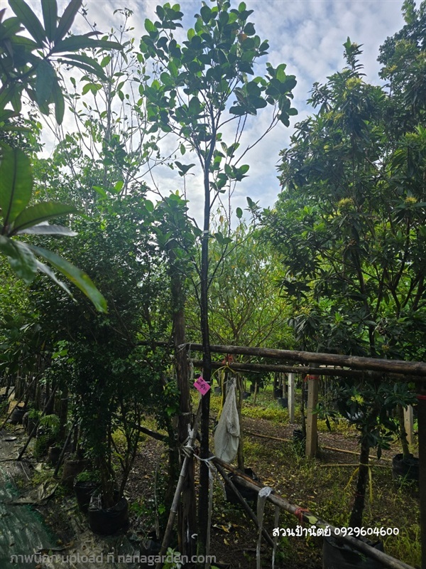 ขนุนแดงสุริยา2" | สวนป้านิตย์ ปราจีนบุรี - เมืองปราจีนบุรี ปราจีนบุรี