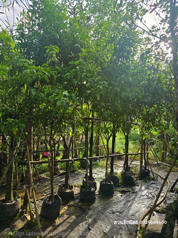 ทองอุไร | สวนป้านิตย์ ปราจีนบุรี - เมืองปราจีนบุรี ปราจีนบุรี