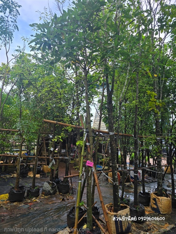 พยอม2.8" | สวนป้านิตย์ ปราจีนบุรี - เมืองปราจีนบุรี ปราจีนบุรี
