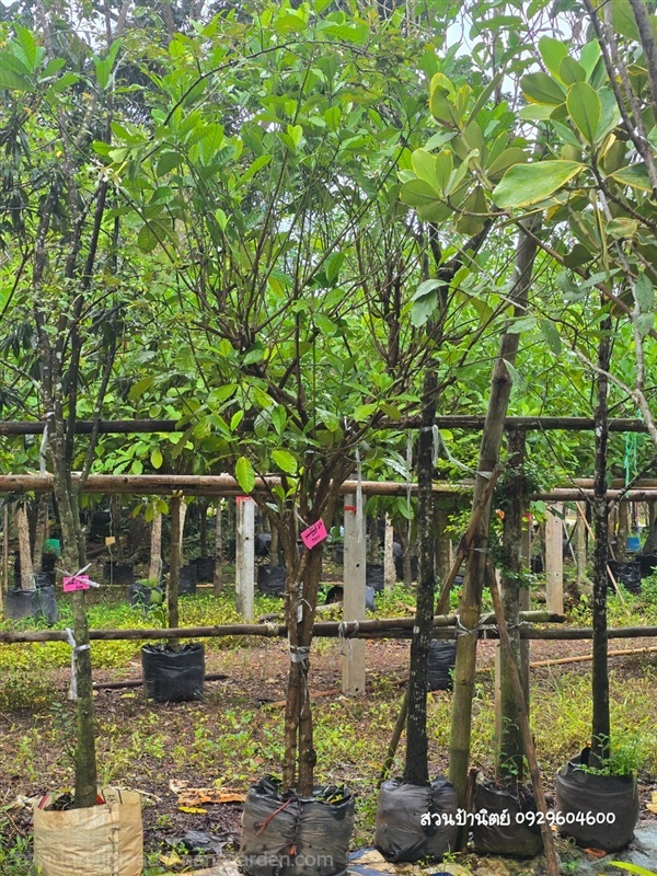 พุดเศรษฐีสยาม3" | สวนป้านิตย์ ปราจีนบุรี - เมืองปราจีนบุรี ปราจีนบุรี