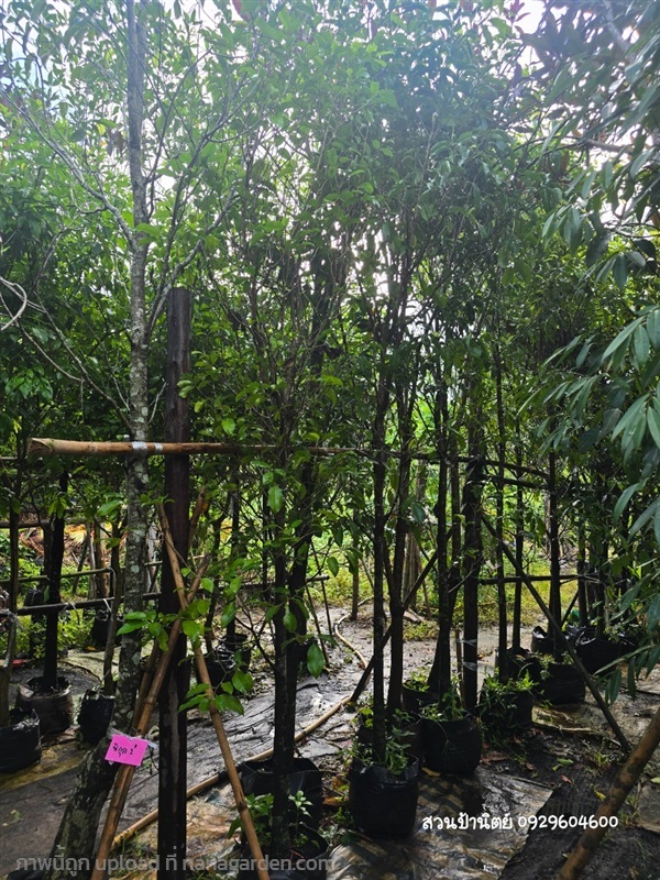 พิกุล2" | สวนป้านิตย์ ปราจีนบุรี - เมืองปราจีนบุรี ปราจีนบุรี