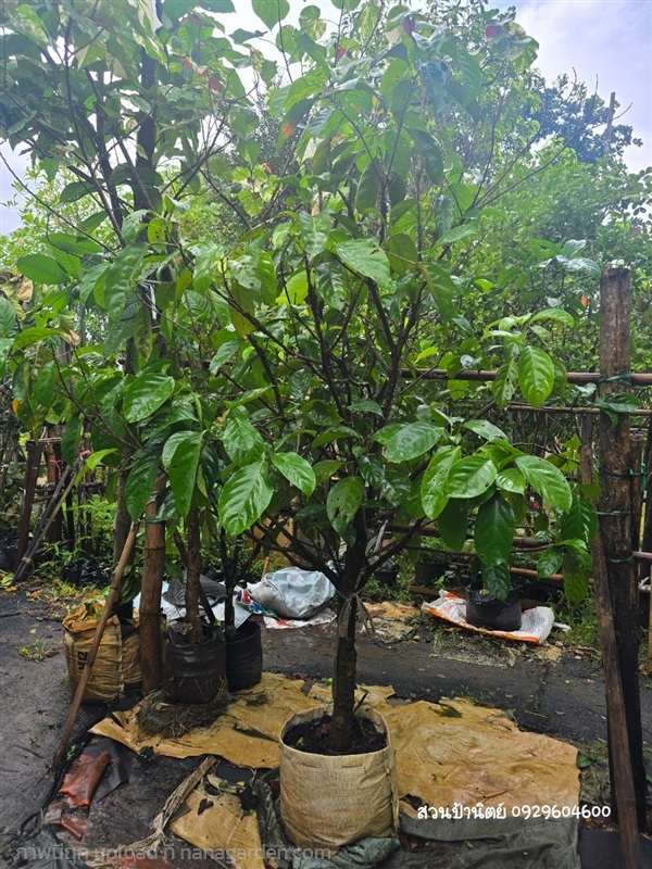 มะไฟเหรียญทอง 3" | สวนป้านิตย์ ปราจีนบุรี - เมืองปราจีนบุรี ปราจีนบุรี
