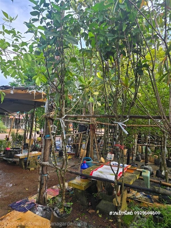 พวงคราม | สวนป้านิตย์ ปราจีนบุรี - เมืองปราจีนบุรี ปราจีนบุรี