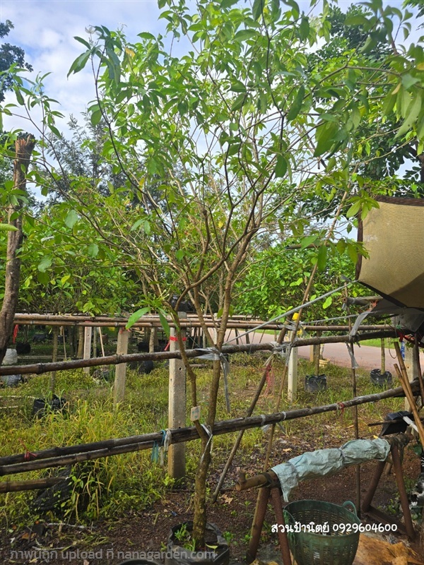 พุดกังหัน2" | สวนป้านิตย์ ปราจีนบุรี - เมืองปราจีนบุรี ปราจีนบุรี