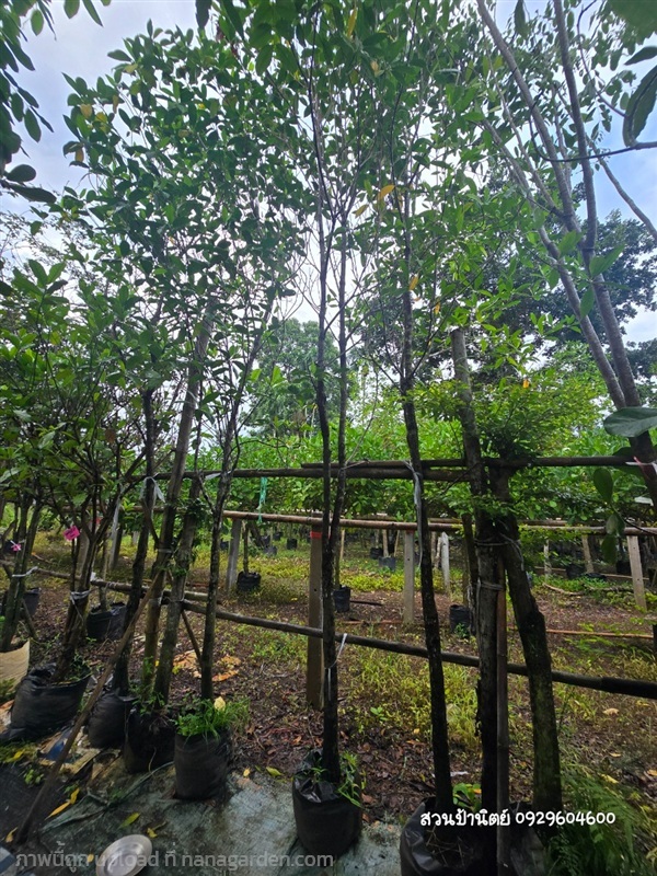 กันเกรา2" | สวนป้านิตย์ ปราจีนบุรี - เมืองปราจีนบุรี ปราจีนบุรี