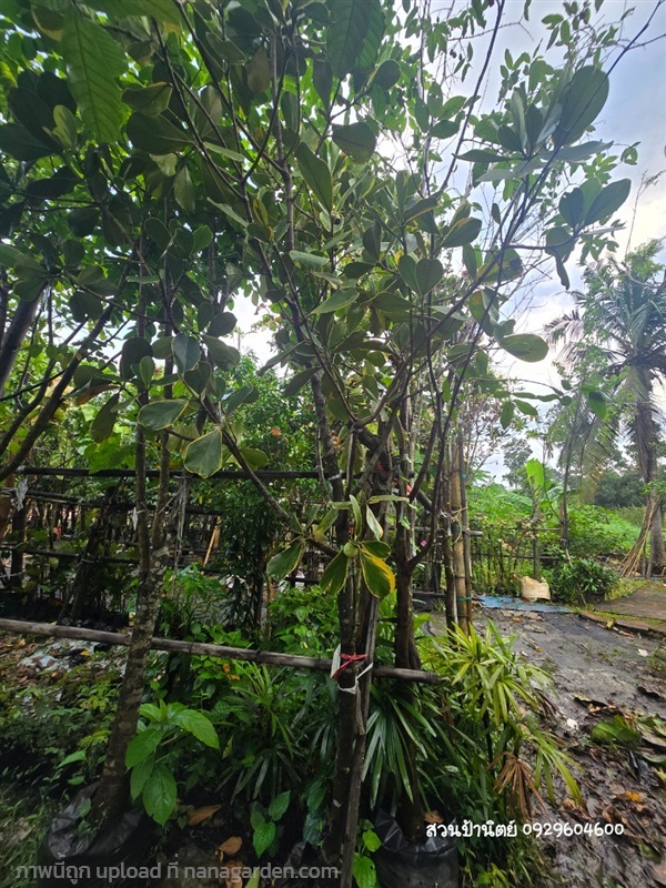 เกล็ดกระโห้ด่าง2"  | สวนป้านิตย์ ปราจีนบุรี - เมืองปราจีนบุรี ปราจีนบุรี