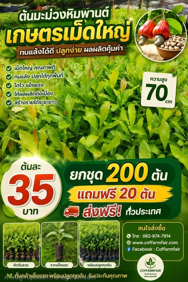 ต้นมะม่วงหิมพานต์เกษตร 04 แท้ รุ่นต้นใหญ่ 70 ซม.  | สนั่นดังกล้าต้นไม้ - เมืองชุมพร ชุมพร