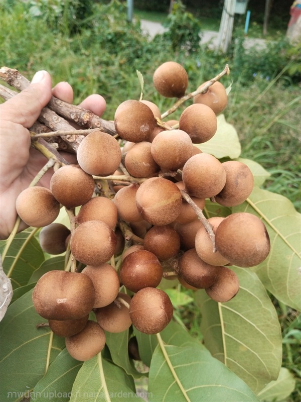 สมอพิเภก ขายเมล็ดพันธุ์/ต้นกล้า ผลสด/ผลแห้ง | เมล็ดพันธุ์ดี เกษตรวิถีไทย - เมืองระยอง ระยอง