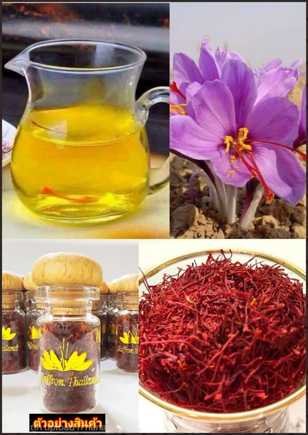 ชาหญ้าฝรั่น ชาเกสรหญ้าฝรั่น Saffron Tea เกสร สีแดง | Shopping by lewat - เมืองมหาสารคาม มหาสารคาม